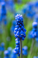 Blue Muscari close up with shallow depth of field.Selective focus, blurred background