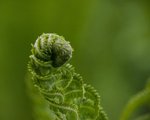close up of fern