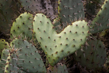 Heart shaped prickly pear cactus