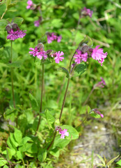 Fototapeta premium Dröma is double-headed (Silene dioica L.). The blossoming plant