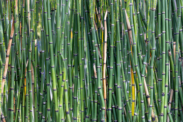 ornamental bamboo garden plants, relaxing background