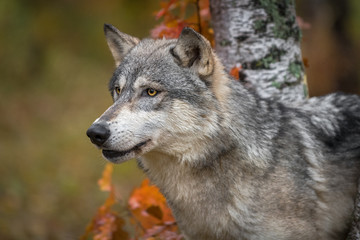 Grey Wolf (Canis lupus) Head Between Trees Mouth Slightly Open Left Autumn