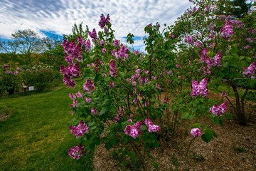 Obraz premium New Jersey Botanical Garden