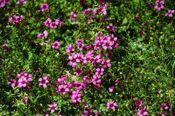 Fototapeta premium Background of Spring Flowers