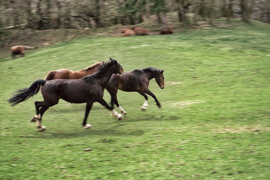 Side View Of Horses Running On Landscape