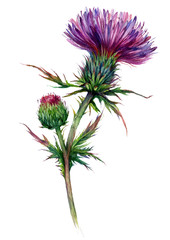 Watercolor Illustration of Red Thistle - 349033311