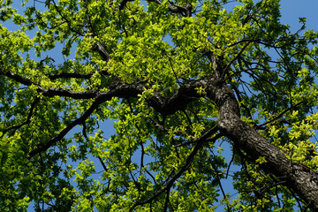 A tree with green leaves against a clean blue sky. Spring forest.