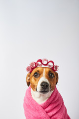 dog in a pink bathrobe and curlers on his head, drying after bathing, funny dog spa treatments