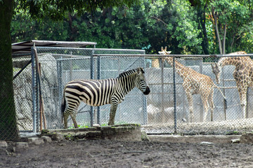 Zebra on zoo, with giraffe view
