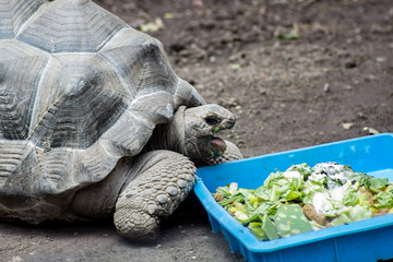 Land turtle on zoo, reptile conservation