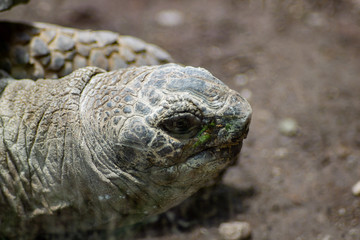 Detail of head of land turtle