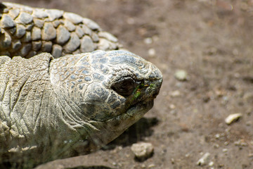 Detail of head of land turtle