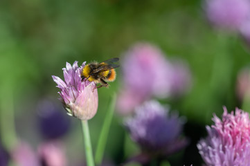 Early Bumblebee on chive flower