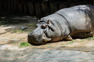 Hippopotamus rest on zoo
