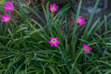 Lovely and delicate pink lily flowers in my garden