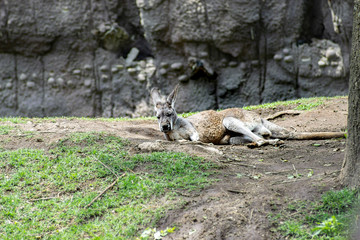 Kangaroo rest in grass