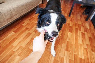 Funny portrait of cute smilling puppy dog border collie holding toy ball in mouth. New lovely member of family little dog at home playing with owner. Pet care and animals concept.