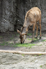 Deer on zoo