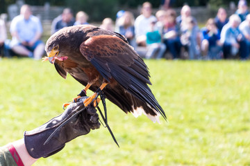 Golden eagle eating in a falconry show with unrecognizable people on the arm of its trainer. Animal...