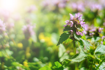 Spring day in city park. Thyme in the rays of the day sun.