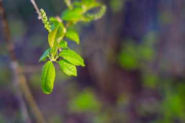 Fresh green leaves of a plant. close-up of foliage structure.
