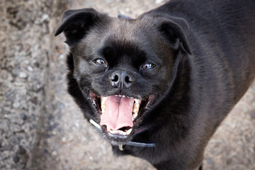 A happy black dog in a park