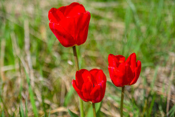 three bright scarlet flowers of the garden tulip on the decoration of the field.