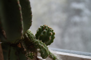 close up of a cactus