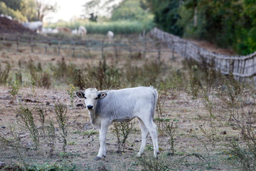 Chianina cows grazing in central Italy.