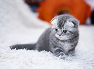 Beautiful domestic cat on the couch is basking. Domestic animals in the house. The pet is played in the apartment. Stock photo