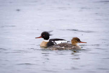 Red Breasted Merganser Pair
