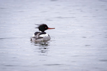 Red Breasted Merganser Male 