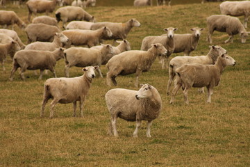 Sheep in Field