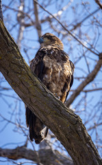 Young Bald Eagle 