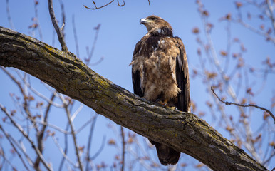 Young Bald Eagle