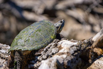 Snapping Turtle Log