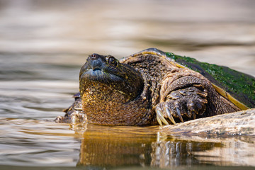 Snapping Turtle Basking