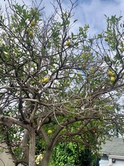 lemon tree in spring