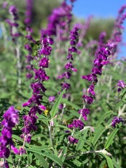 lavender flowers in the garden