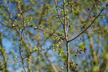 Beautiful spring green landscape with blurry background. Summer background for design.