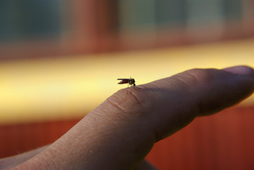 Empty sunThe mosquito bites your finger and gets fat with bloodbeds with umbrellas in hotels in...