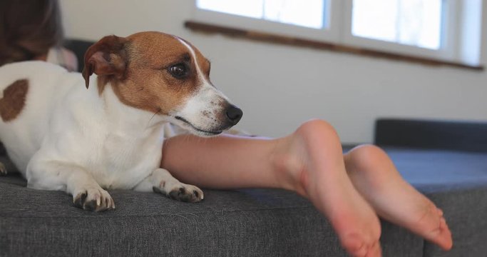 Girl's feet and her dog on sofa at home