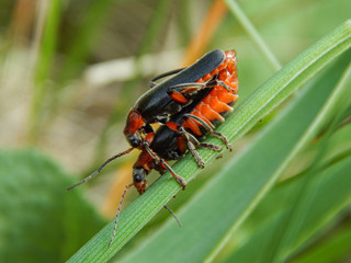 moth on leaf