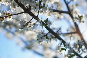 Beautiful flowering tree In the spring. Flowers in April time in the sun. Stock background in nature