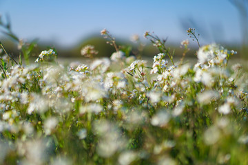 Beautiful blooming flowers on a large spring meadow. April flower in the sun. Stock background in nature with green grass