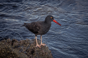 Black oystercatcher hunting for food