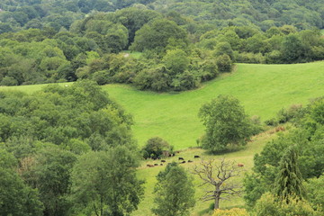 landscape with trees