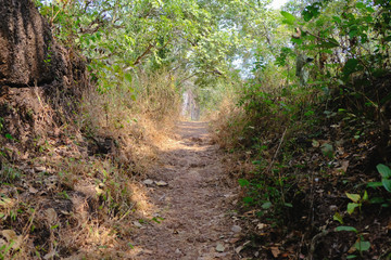 Fototapeta na wymiar footpath in the woods of jungle 