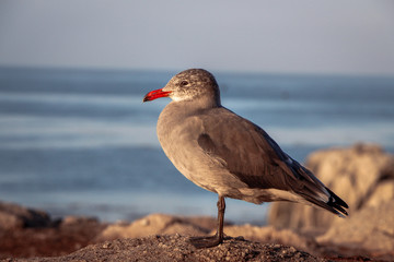 seagull on the beach
