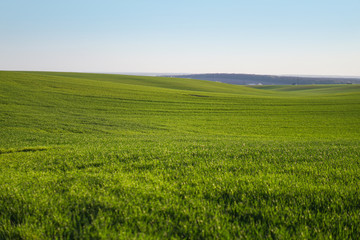 Sown farm field with wheat and cereal. Rising sprouts of barley and oats. A boundless garden with bread for food. Industrial stock theme